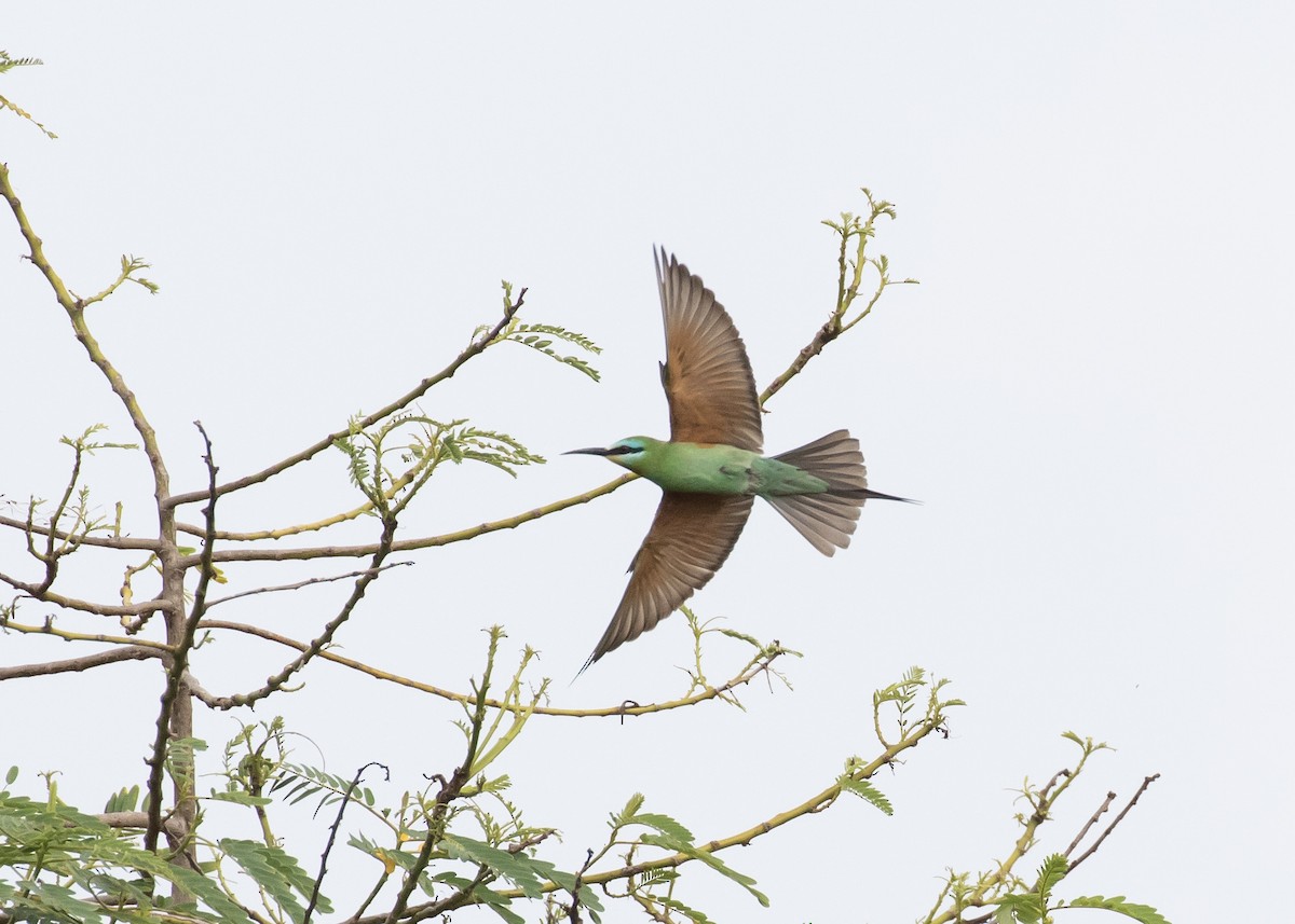 Blue-cheeked Bee-eater - ML619525904