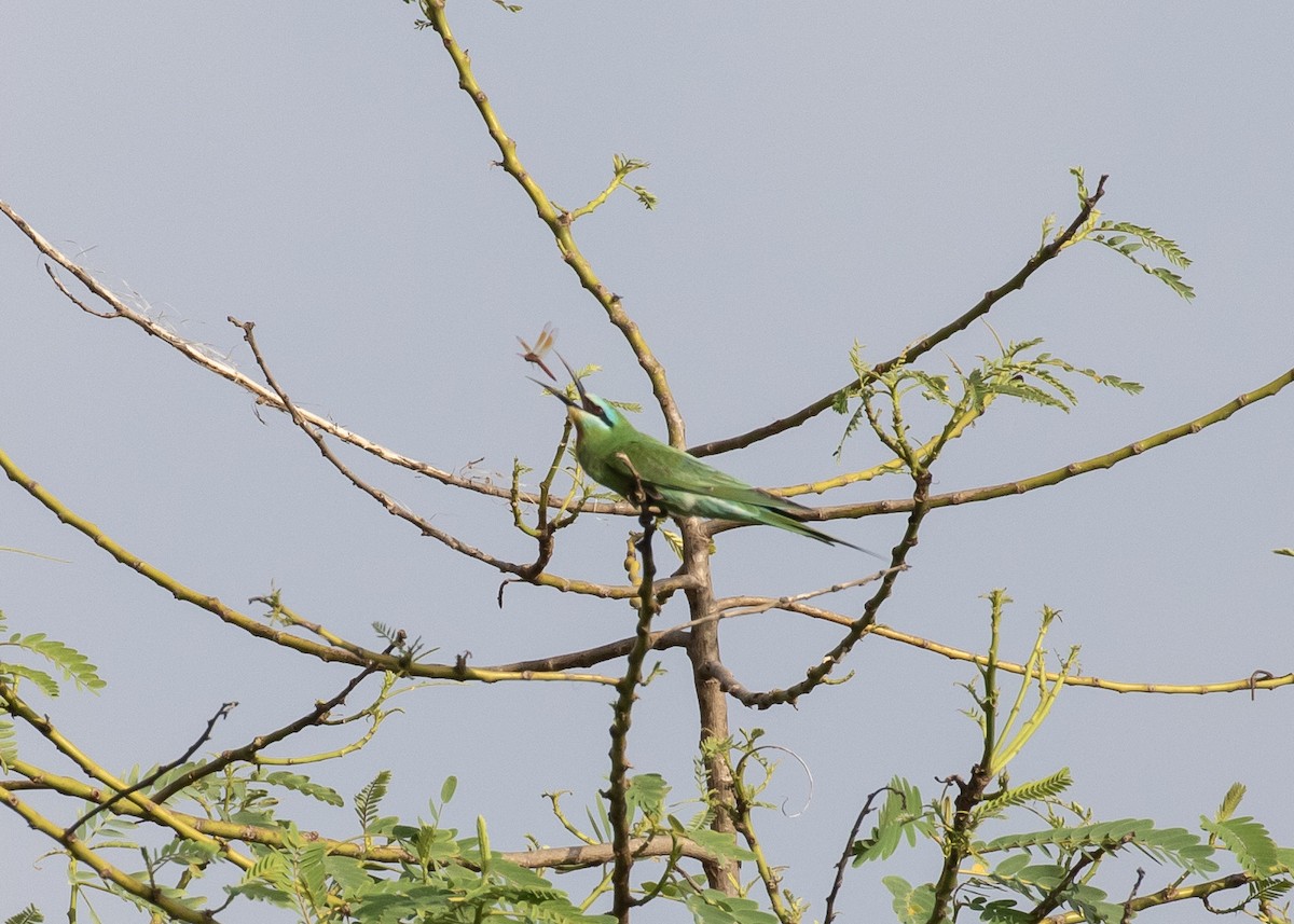 Blue-cheeked Bee-eater - ML619525905