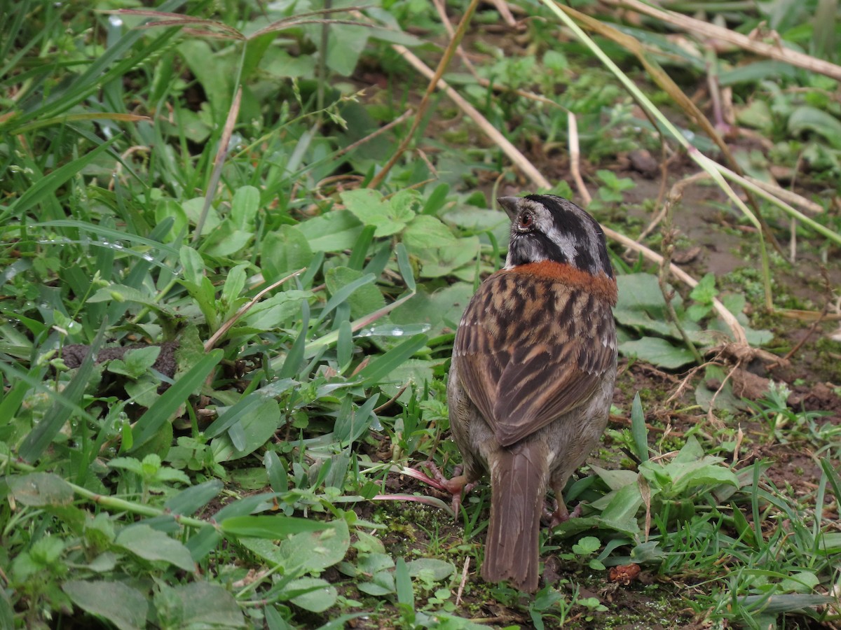 Rufous-collared Sparrow - Cristian Cufiño