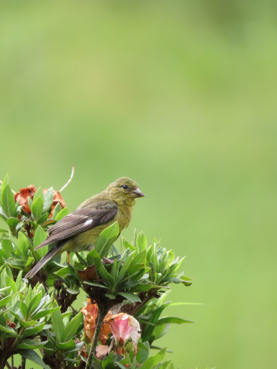 Lesser Goldfinch - Cristian Cufiño