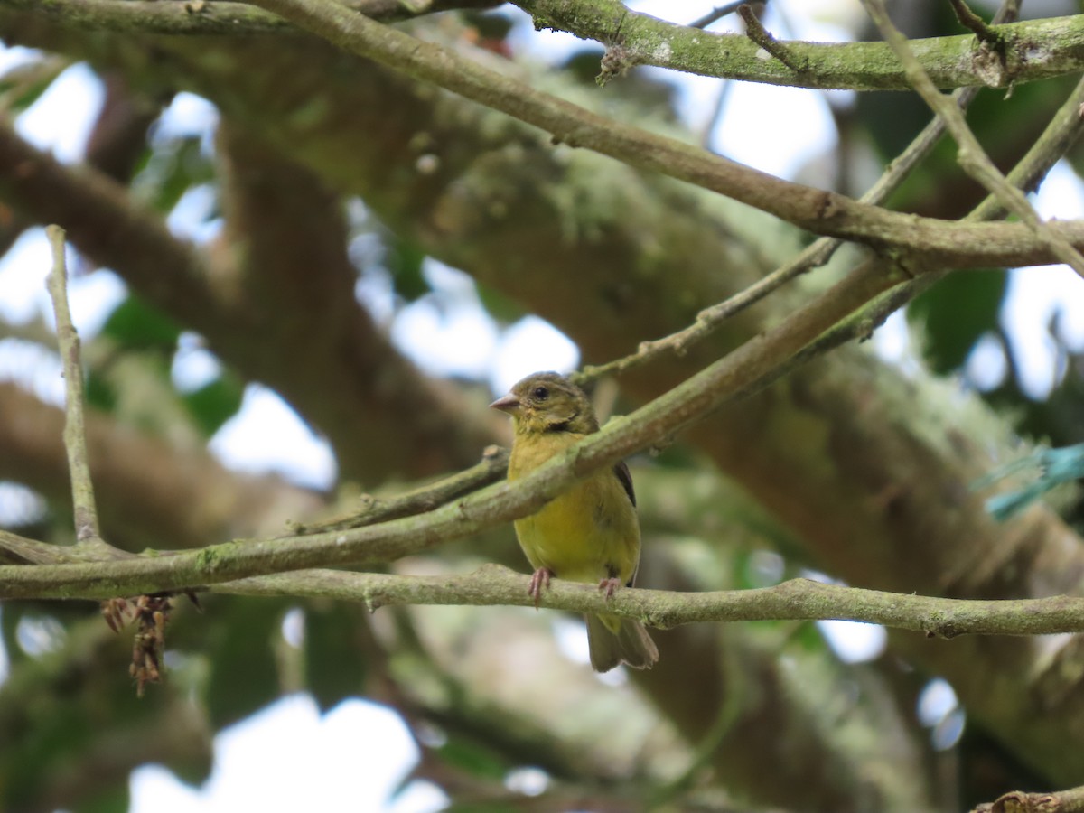 Lesser Goldfinch - Cristian Cufiño