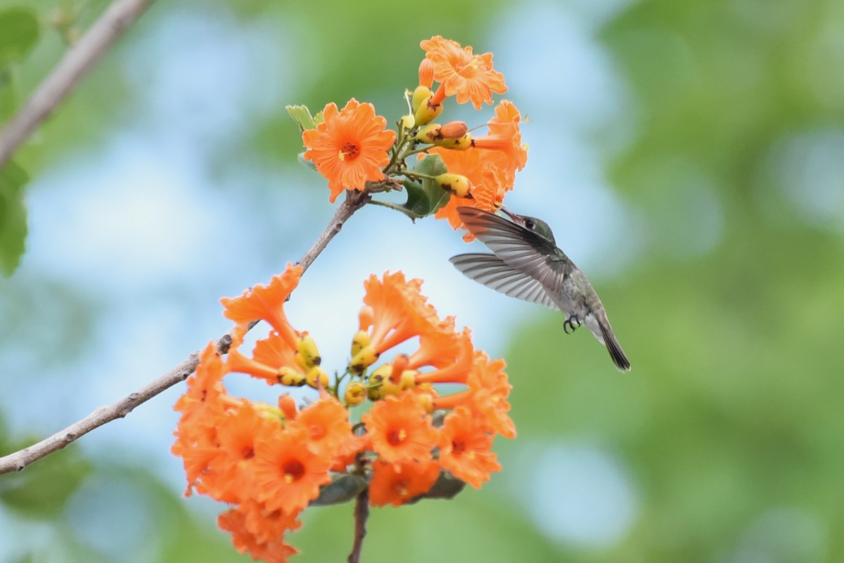 kolibřík helikóniový - ML619525919