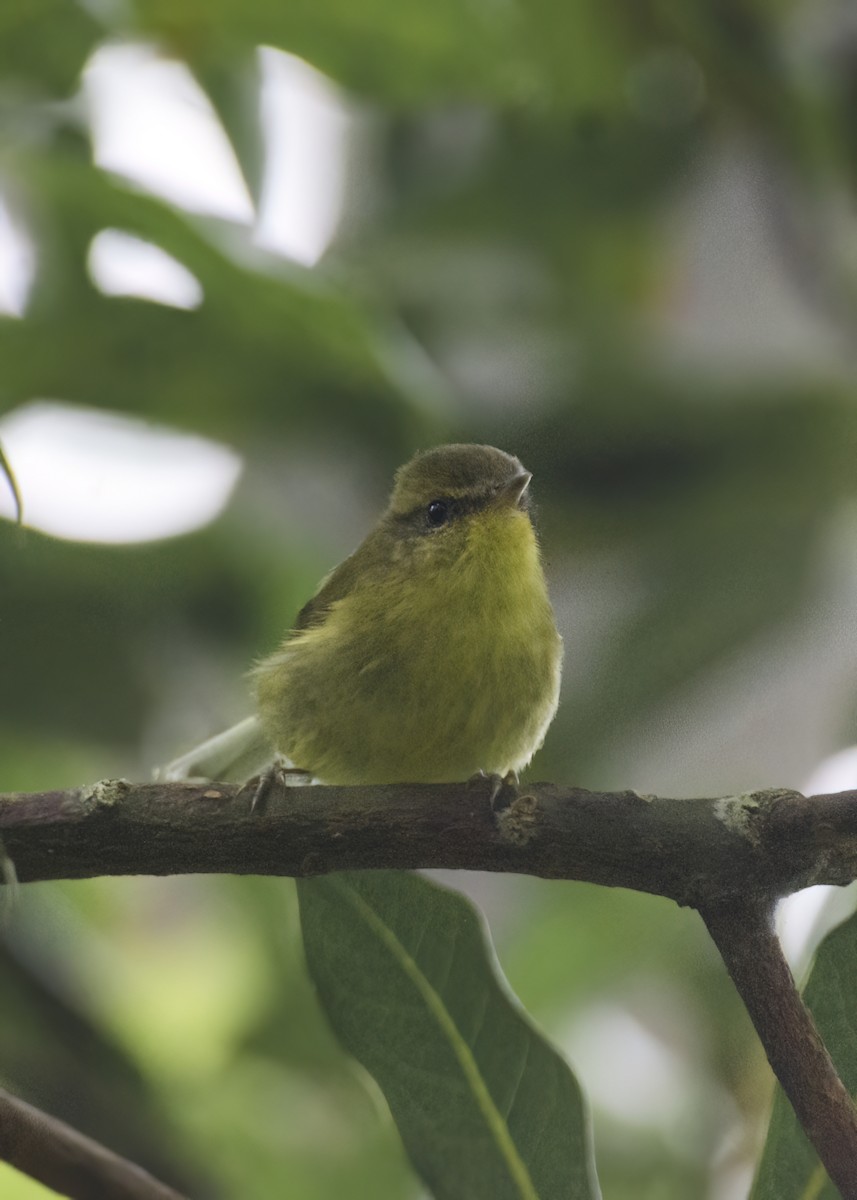 Negros Leaf Warbler - Erick Navarro