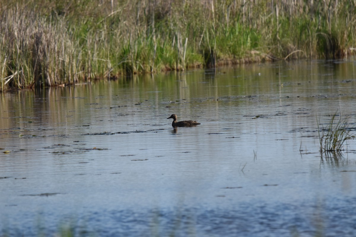 American Black Duck - Nancy Lance