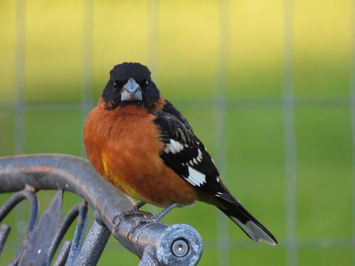 Black-headed Grosbeak - J Baker