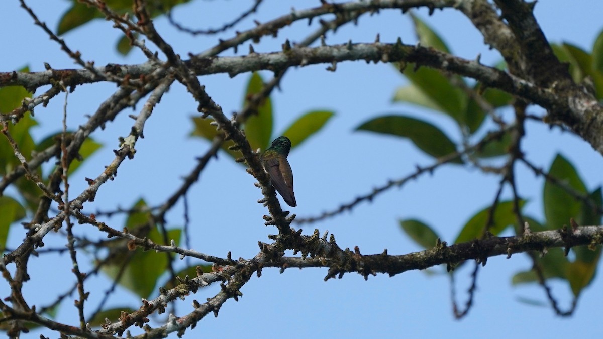 Snowy-bellied Hummingbird - ML619525927