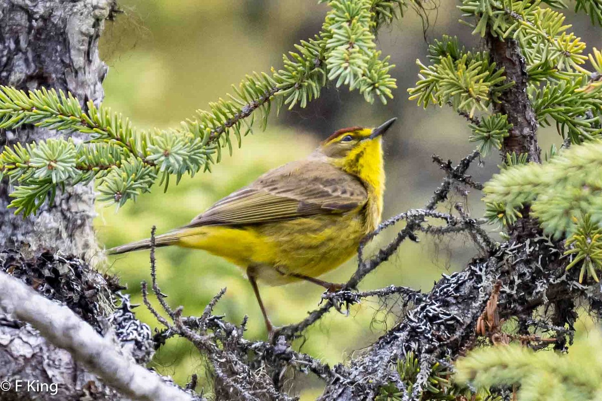 Palm Warbler - Frank King