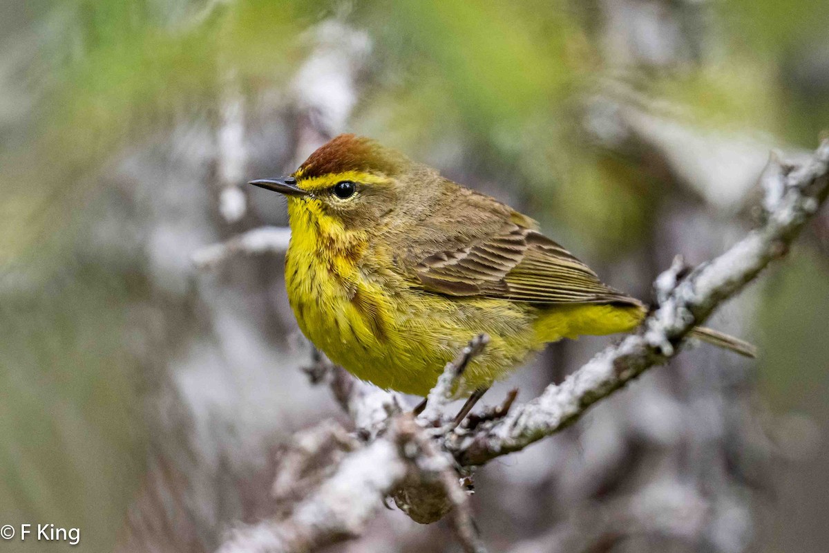 Palm Warbler - Frank King