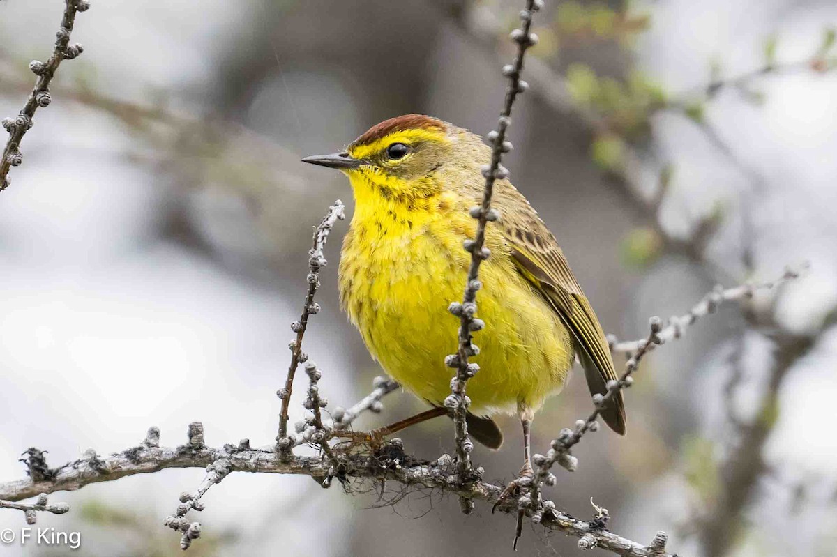 Palm Warbler - Frank King