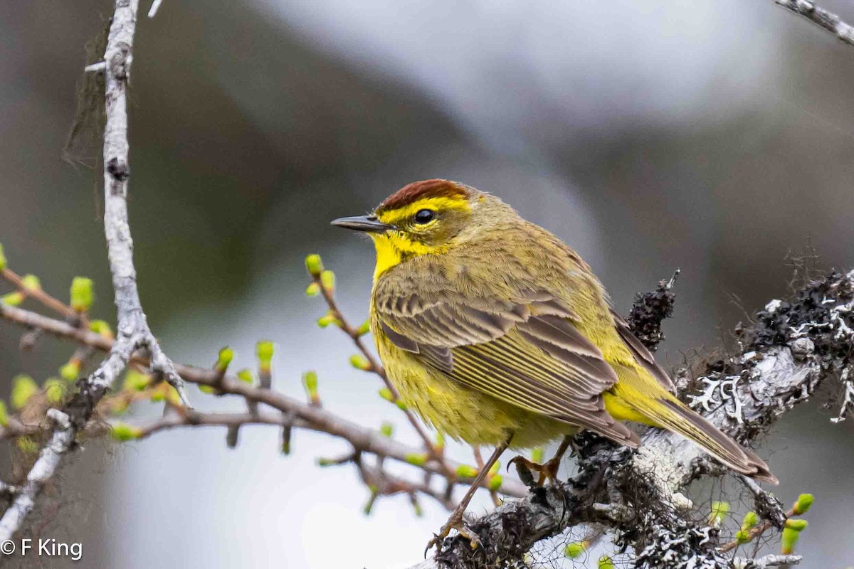 Palm Warbler - Frank King