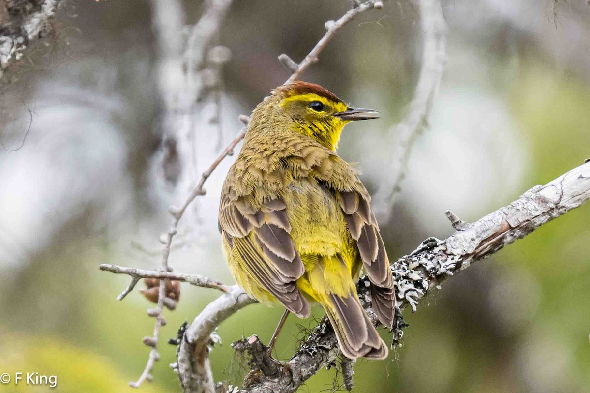 Palm Warbler - Frank King