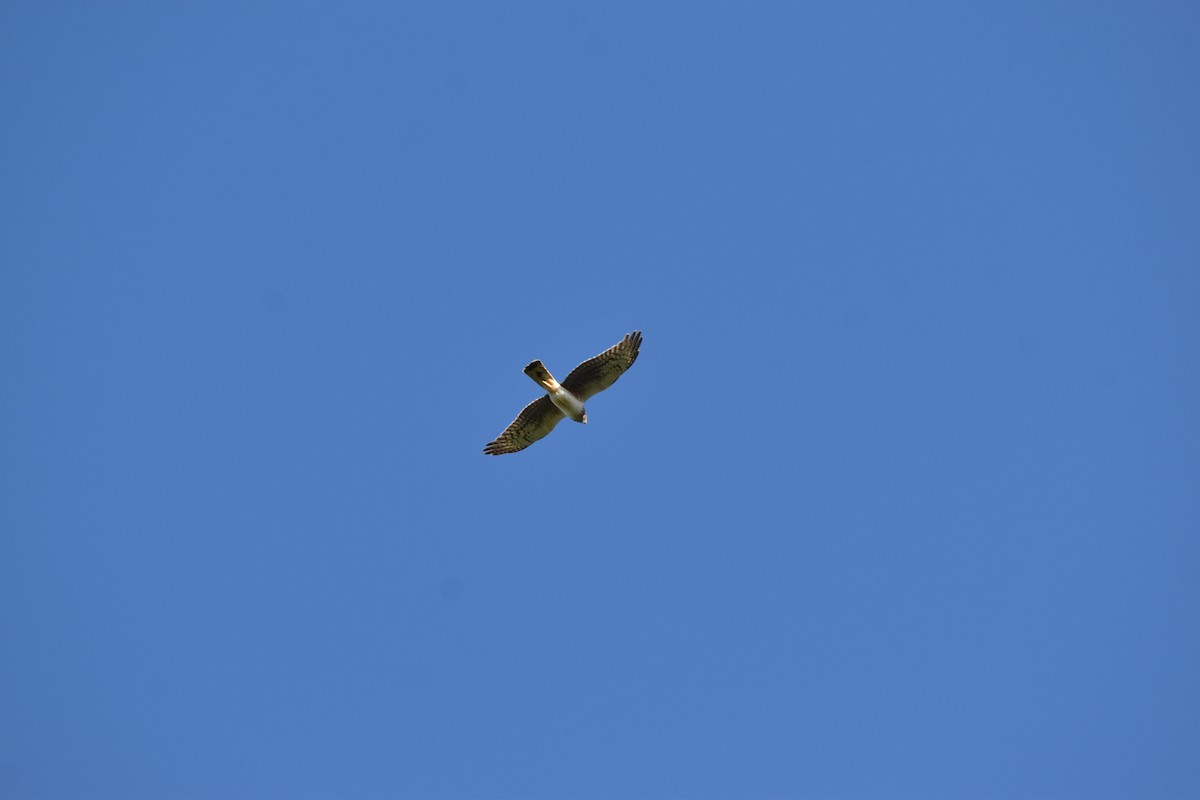 Northern Harrier - Nancy Lance