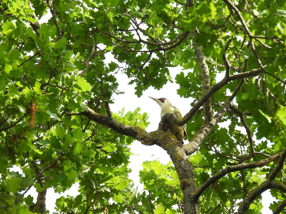 Eurasian Green Woodpecker - Mike Coulson