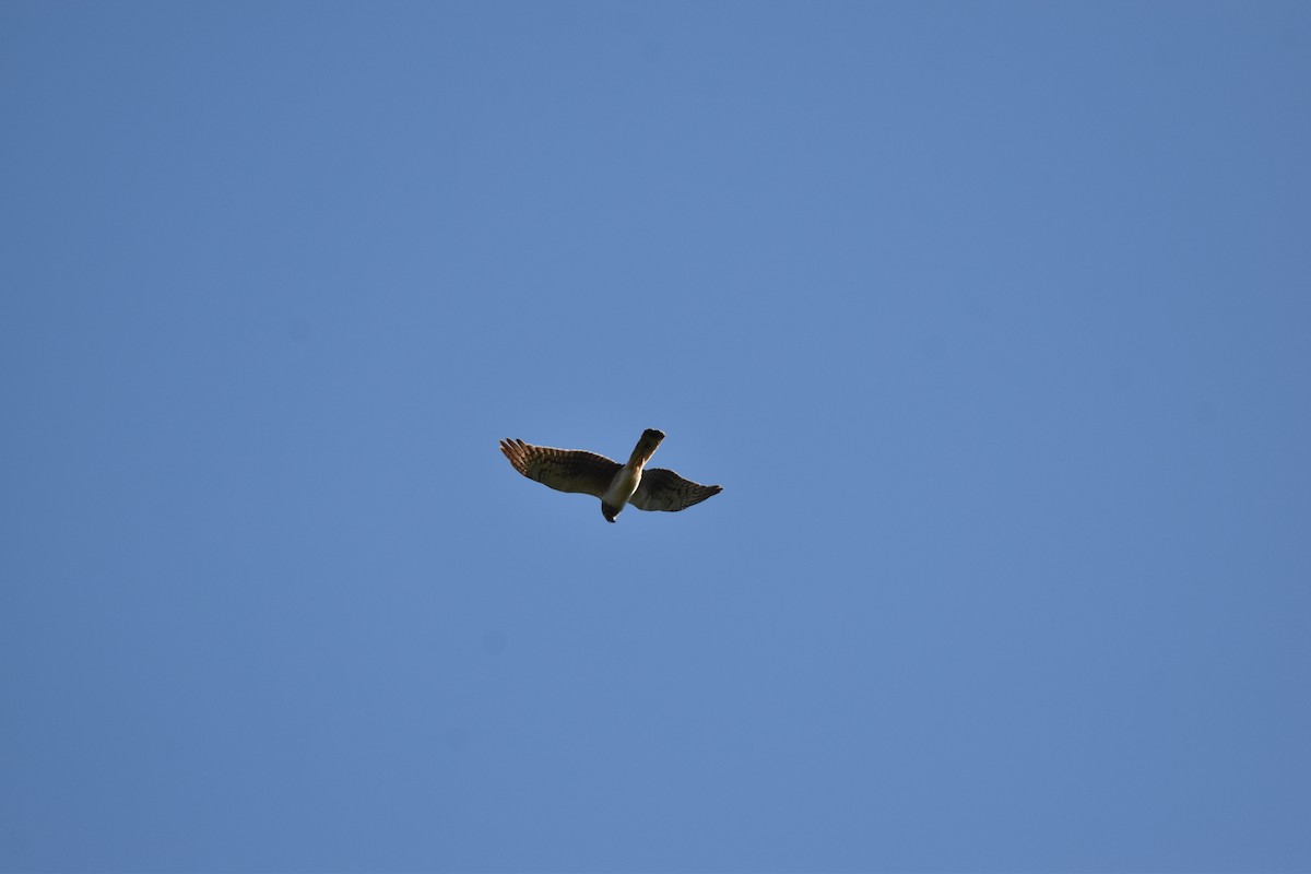 Northern Harrier - Nancy Lance