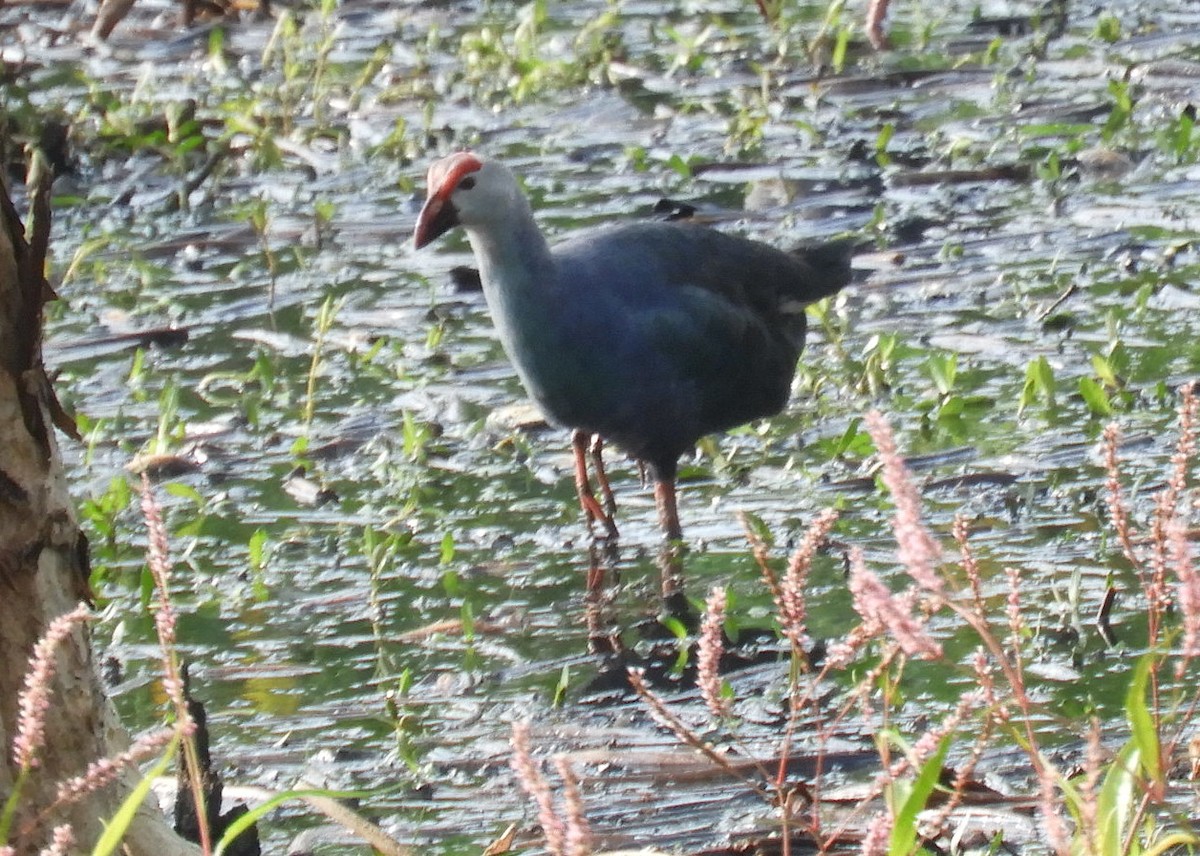 Gray-headed Swamphen - Manju Sinha