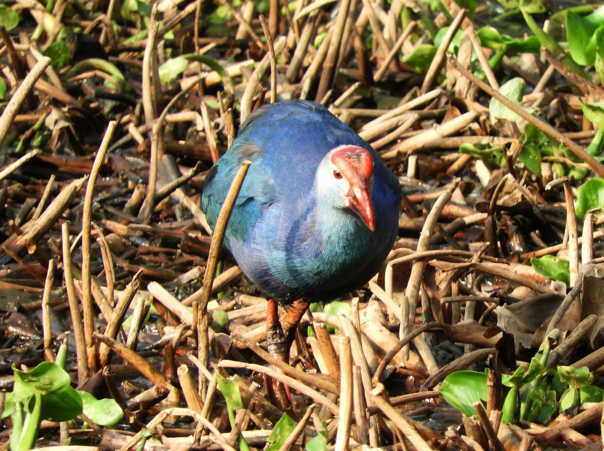 Gray-headed Swamphen - Manju Sinha