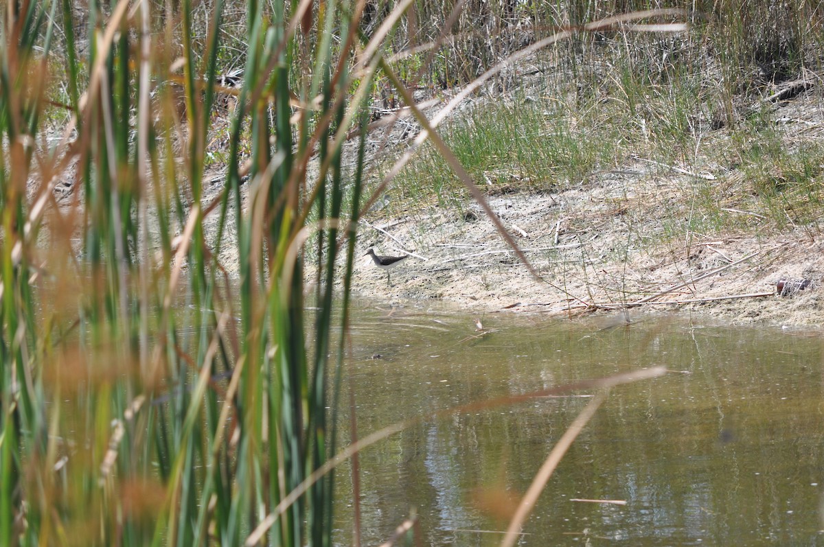 Solitary Sandpiper - Colin Giebner