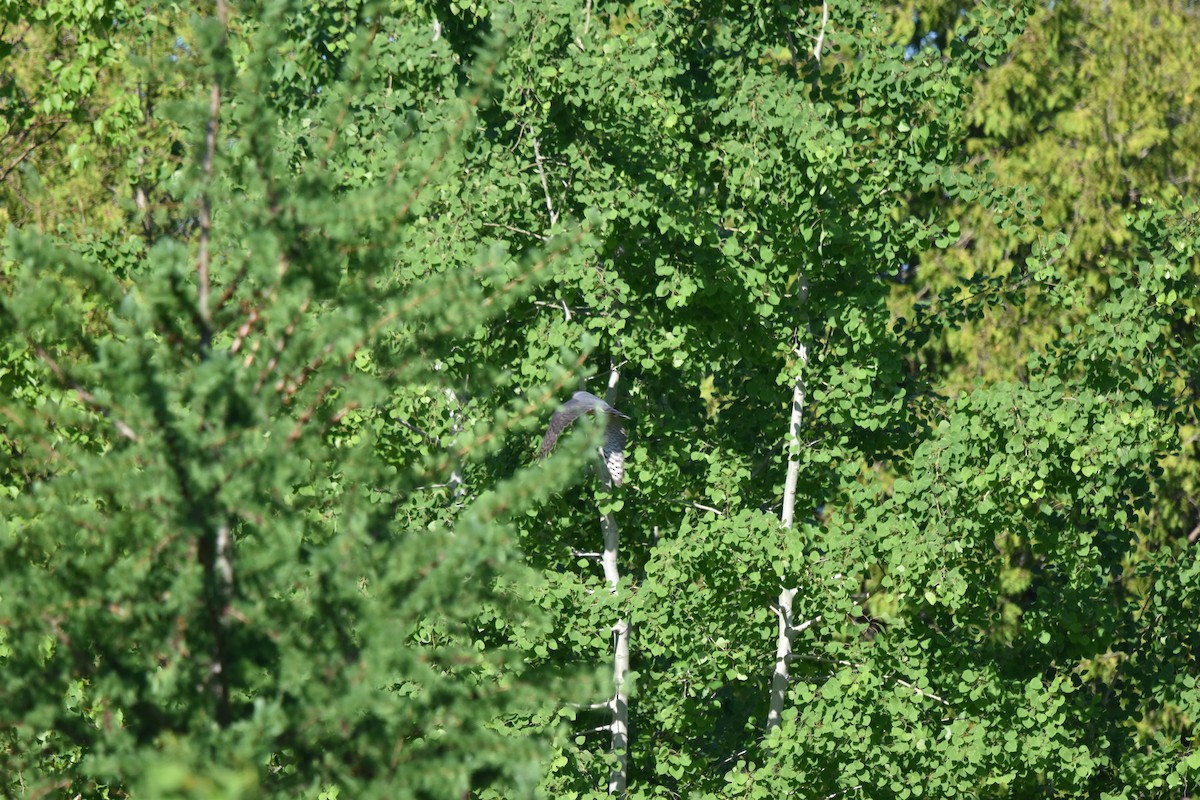 Cooper's Hawk - Nancy Lance