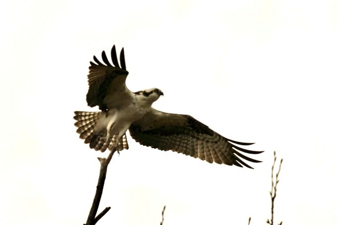 Osprey - patrick broom