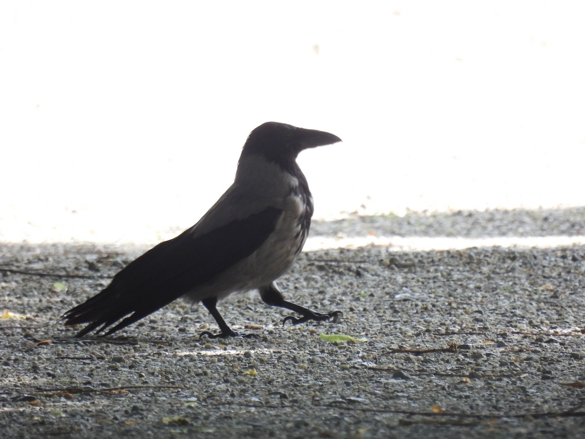 Hooded Crow - Mike Coulson