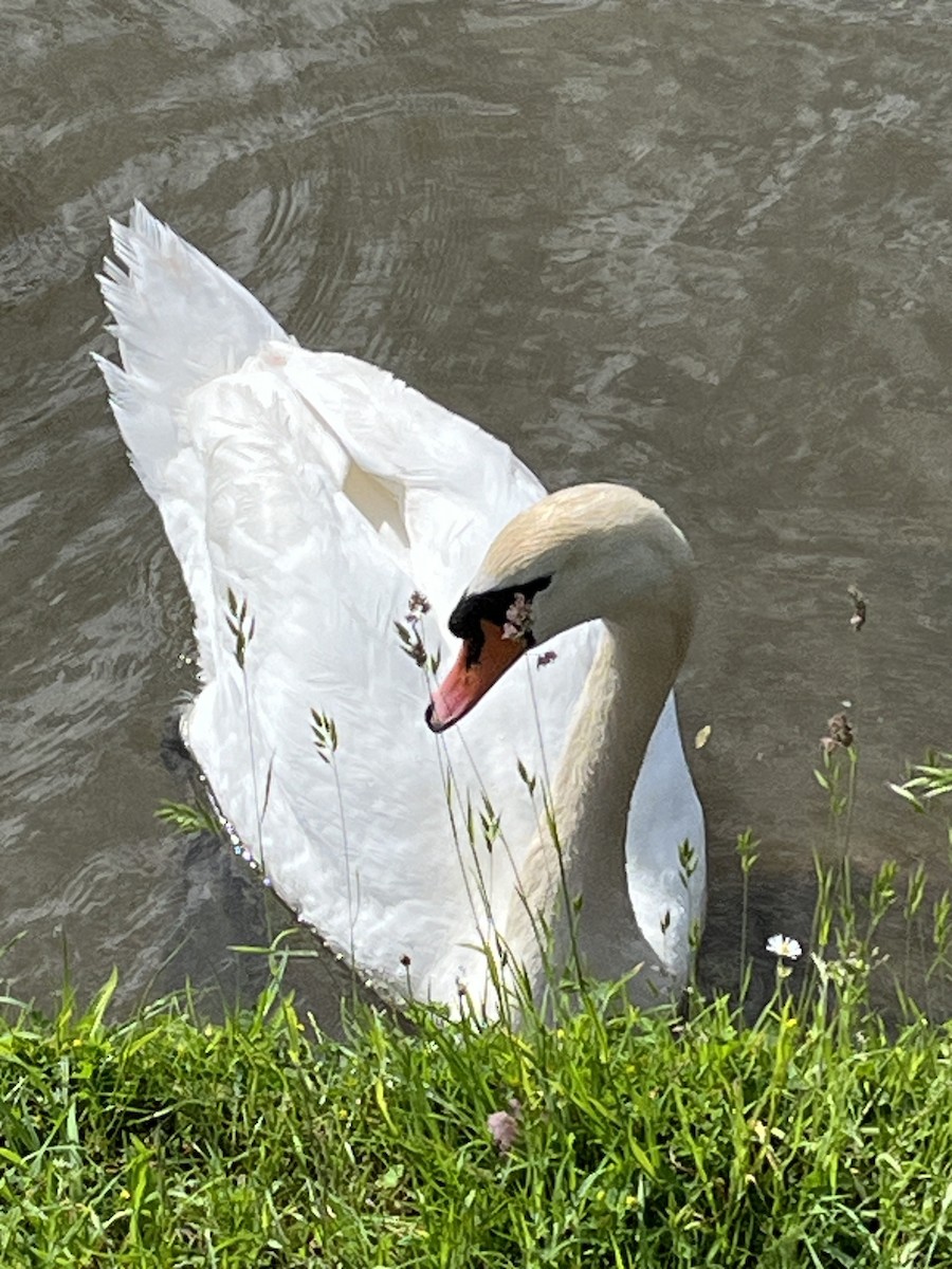 Mute Swan - Patti Haynes