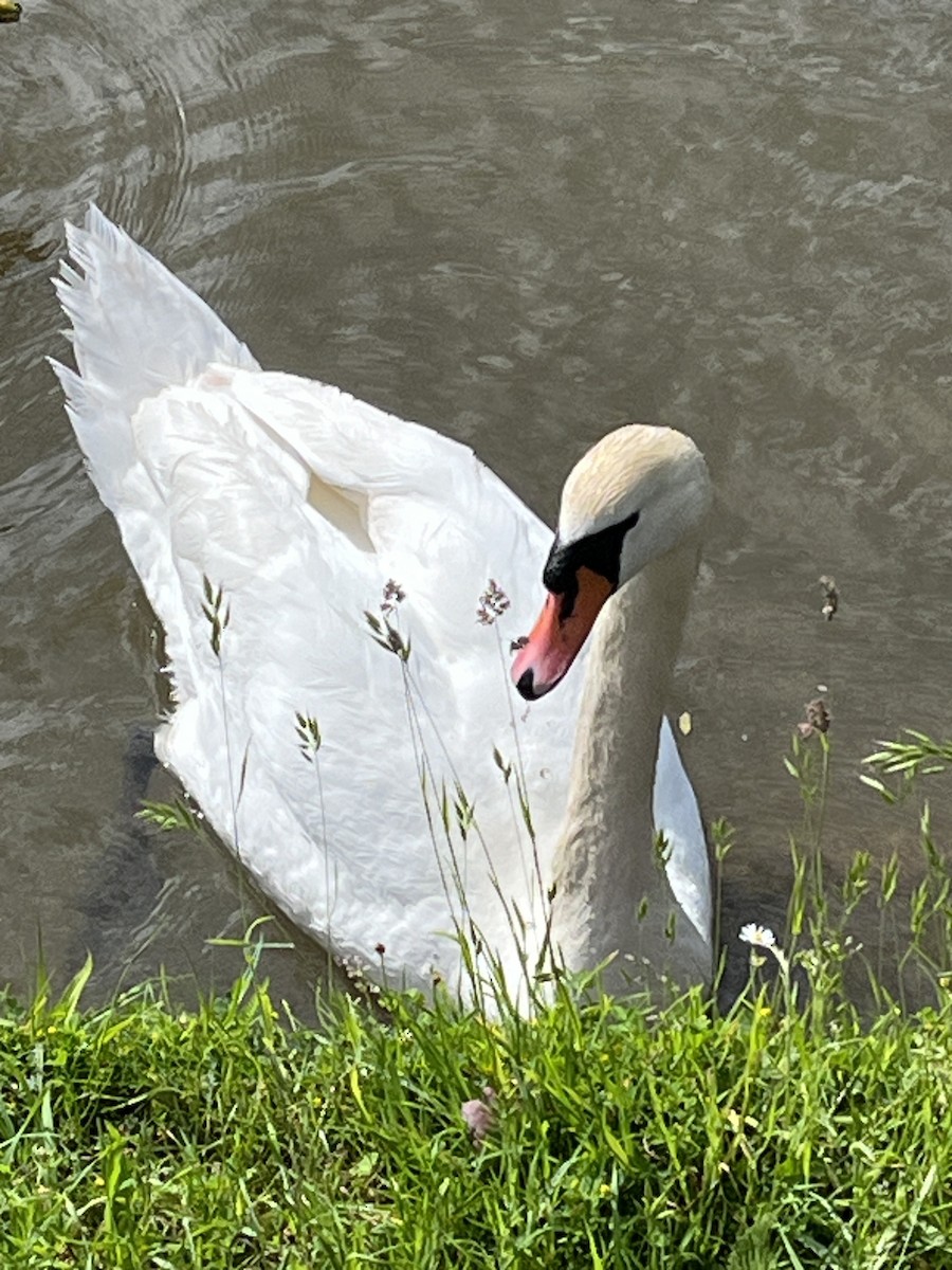 Mute Swan - Patti Haynes