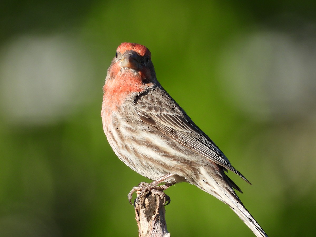 House Finch - J Baker