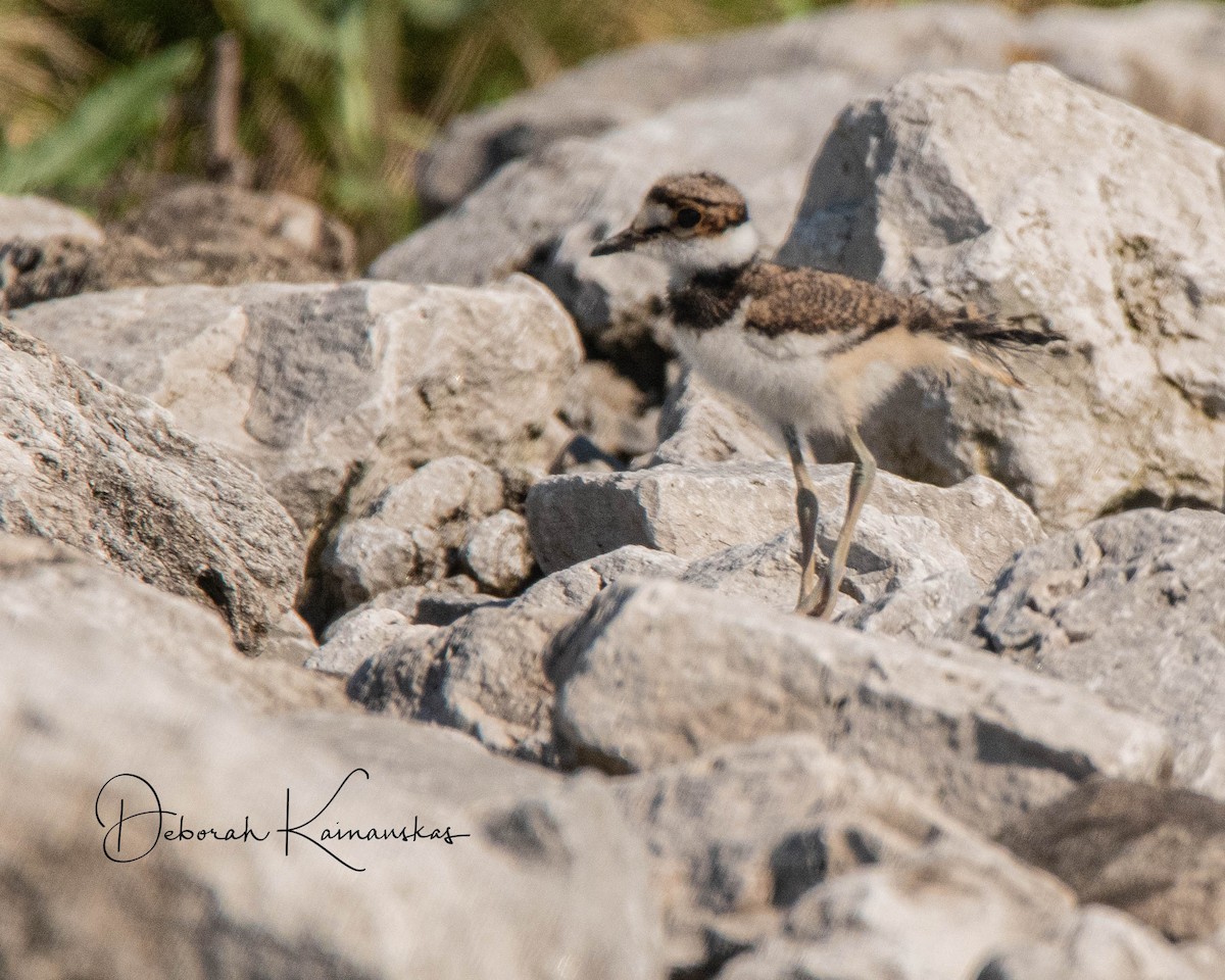 Killdeer - Deborah Kainauskas