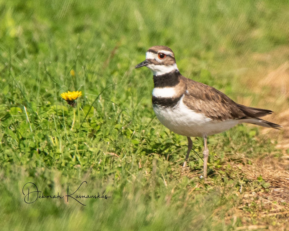 Killdeer - Deborah Kainauskas