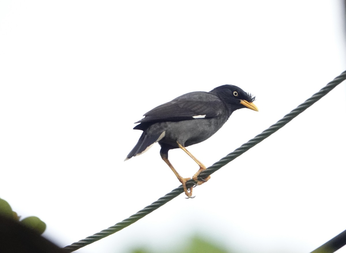 Javan Myna - David Diller