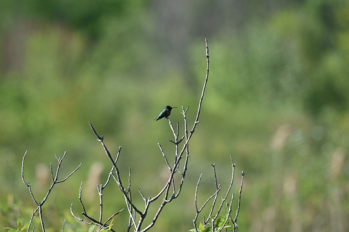 Ruby-throated Hummingbird - Nancy Lance