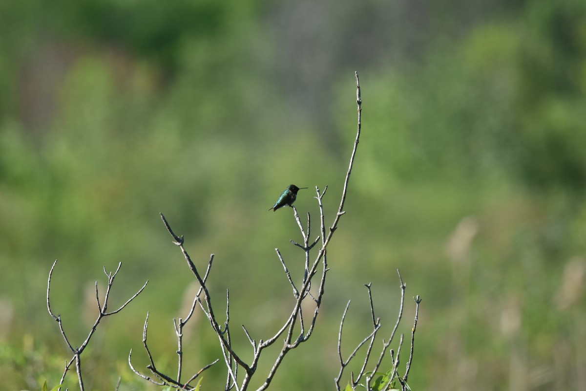 Ruby-throated Hummingbird - Nancy Lance