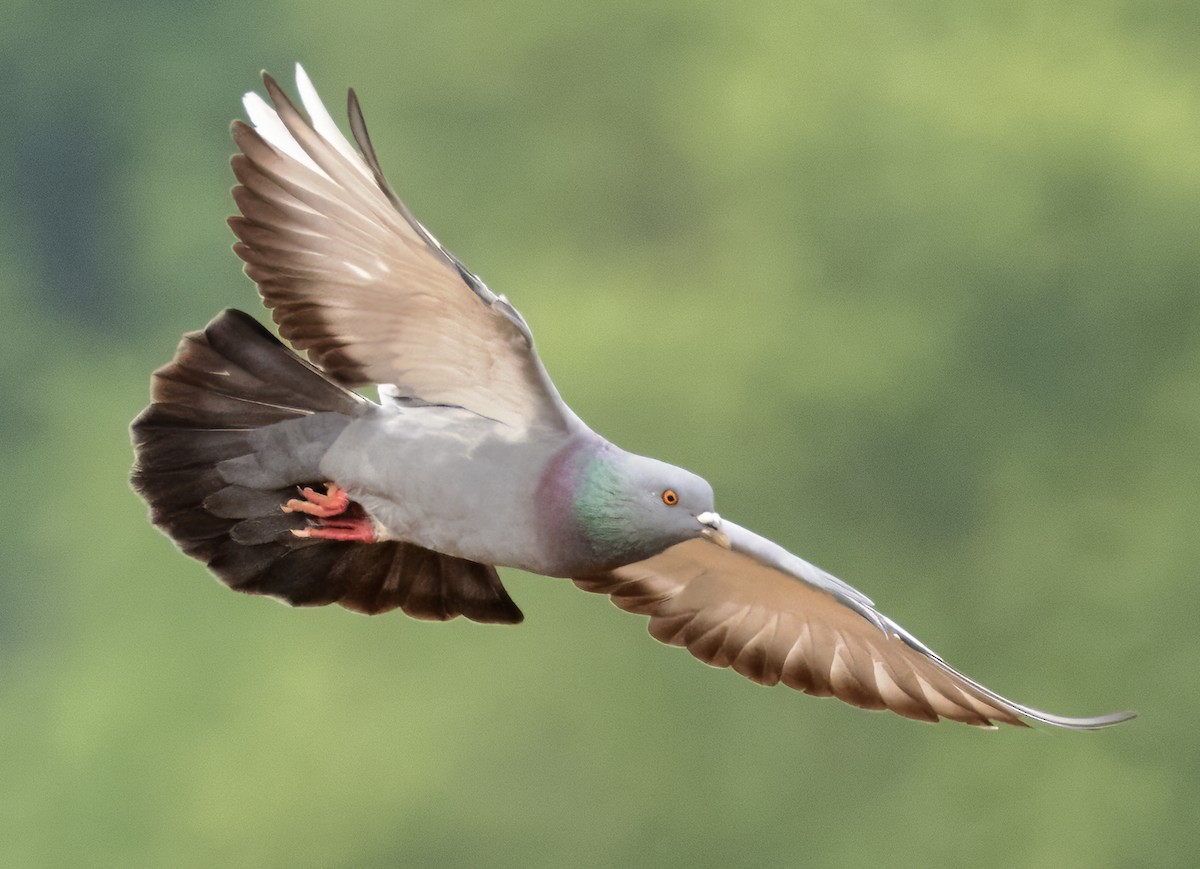 Rock Pigeon (Feral Pigeon) - Scott Young