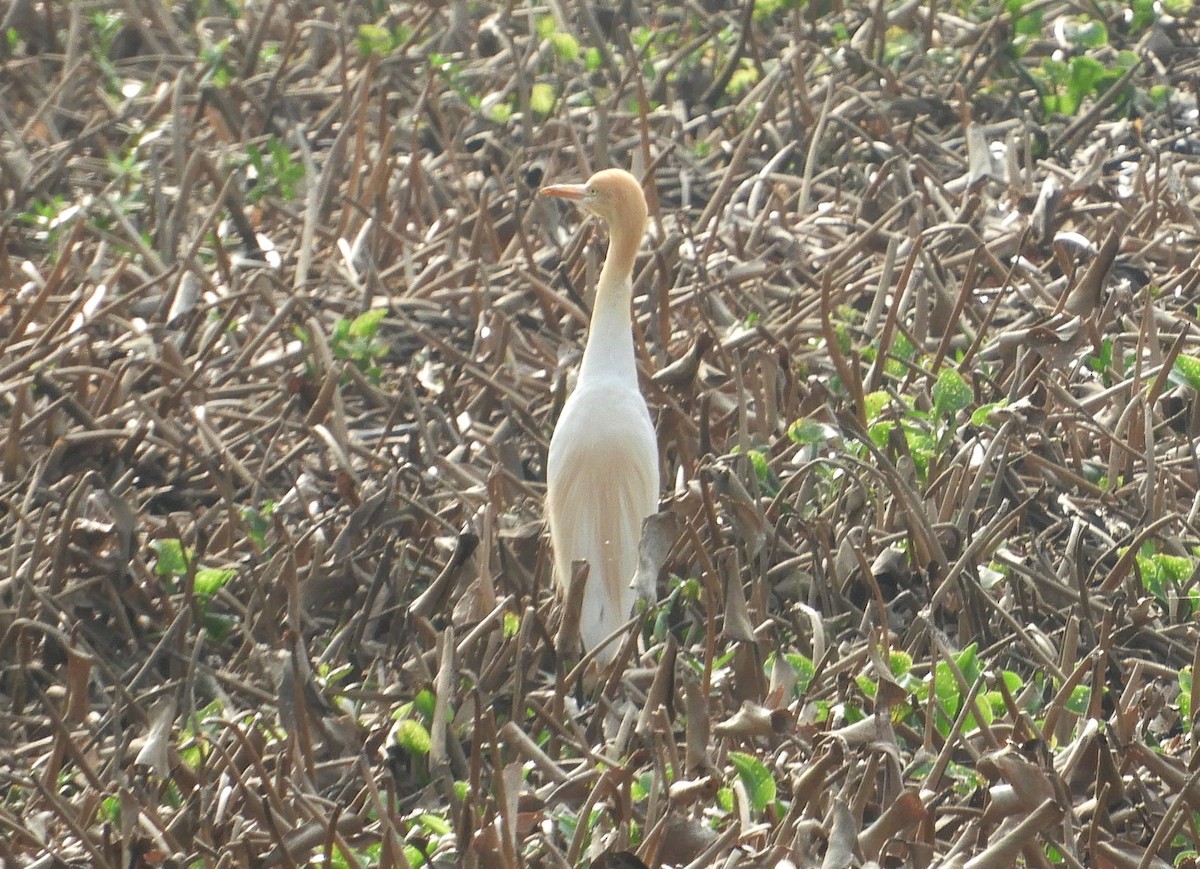 Eastern Cattle Egret - Manju Sinha