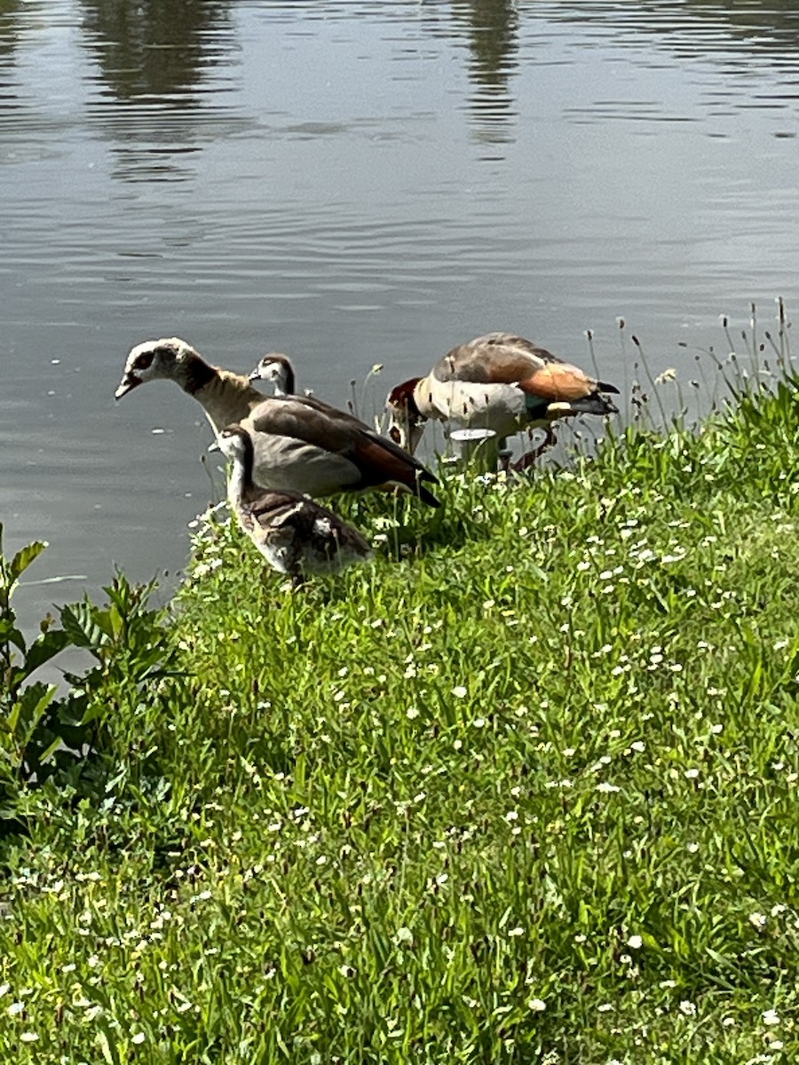 Egyptian Goose - ML619525993