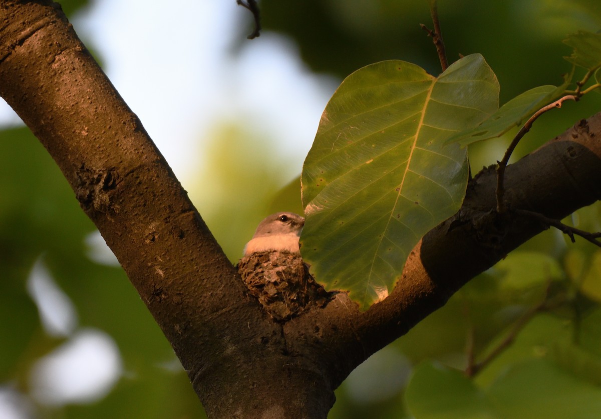 Small Minivet - Baharuddin Sk