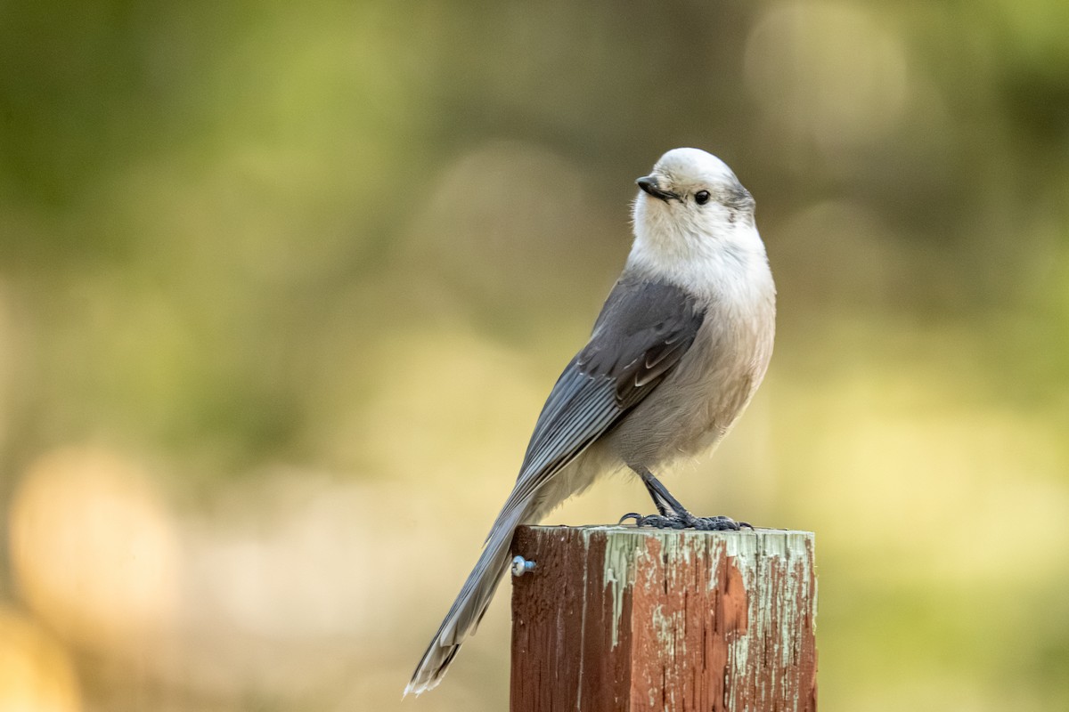 Canada Jay - patrick broom