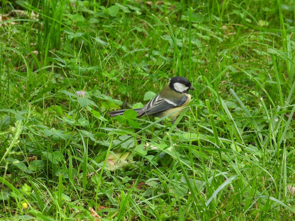 Great Tit - Mike Coulson