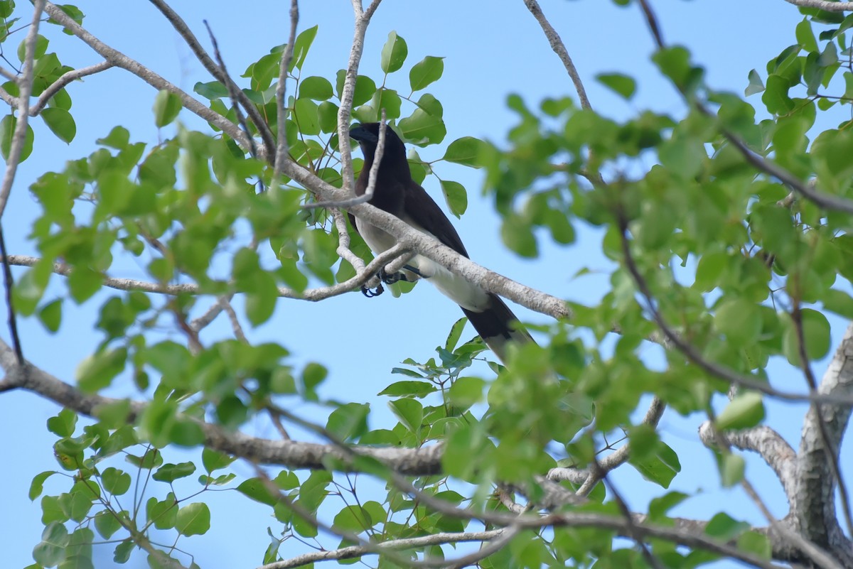 Brown Jay - Bruce Mast