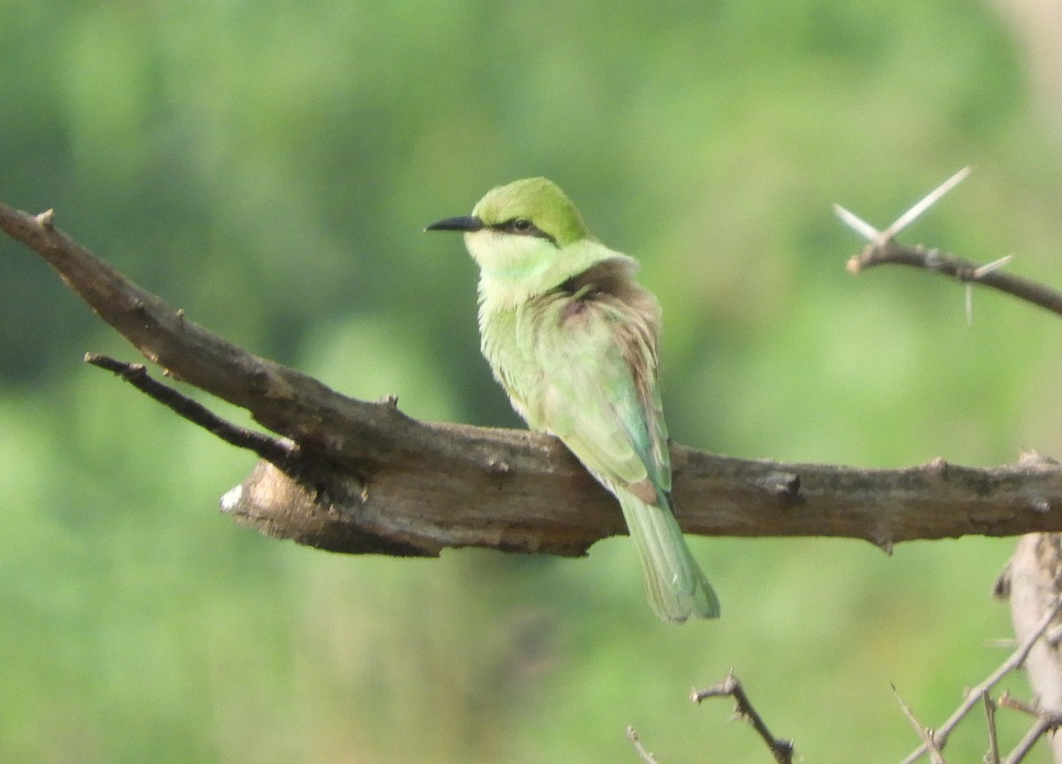 Asian Green Bee-eater - Manju Sinha