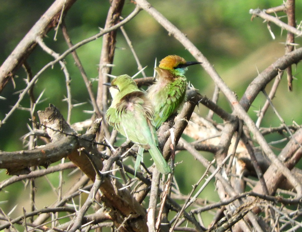 Asian Green Bee-eater - Manju Sinha