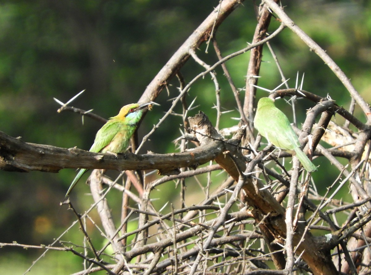 Asian Green Bee-eater - Manju Sinha