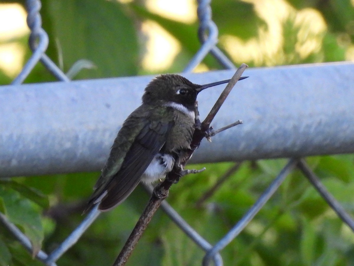 Black-chinned Hummingbird - J Baker