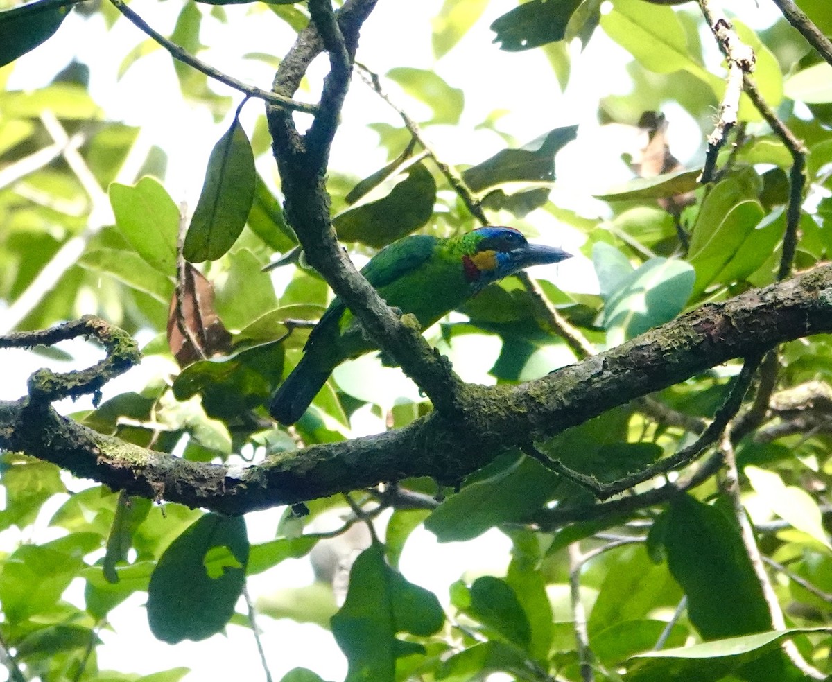 Red-crowned Barbet - ML619526022