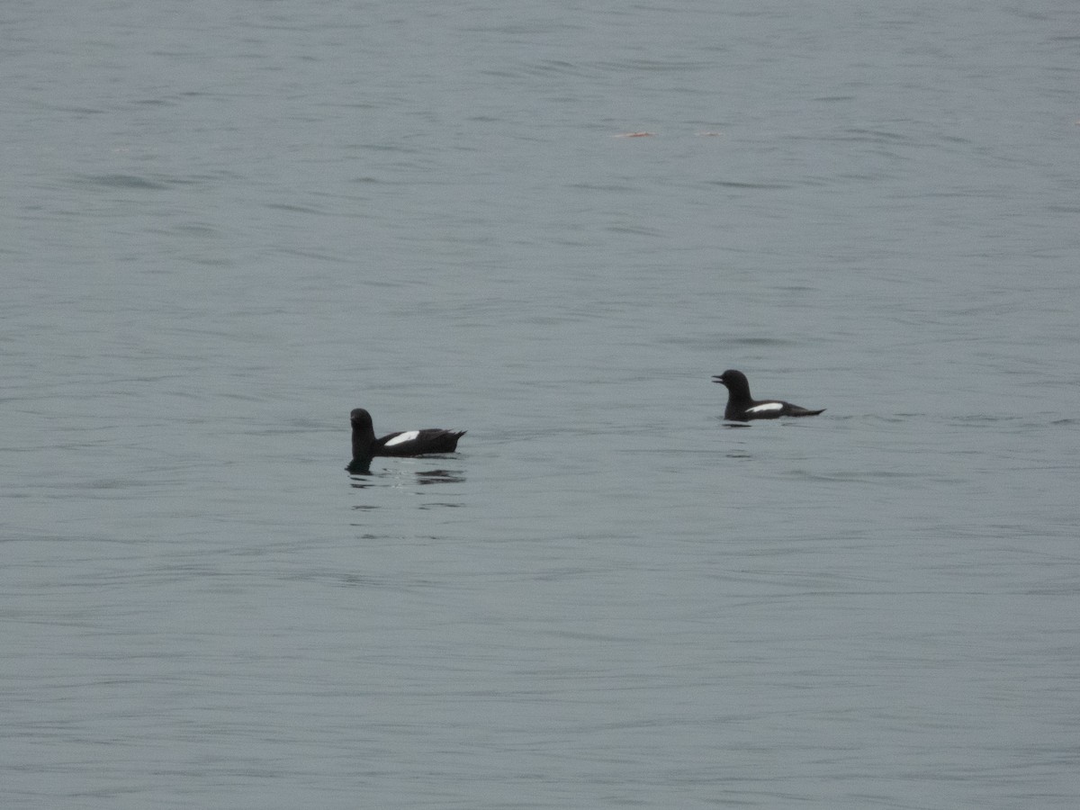 Black Guillemot - Patrick Kramer