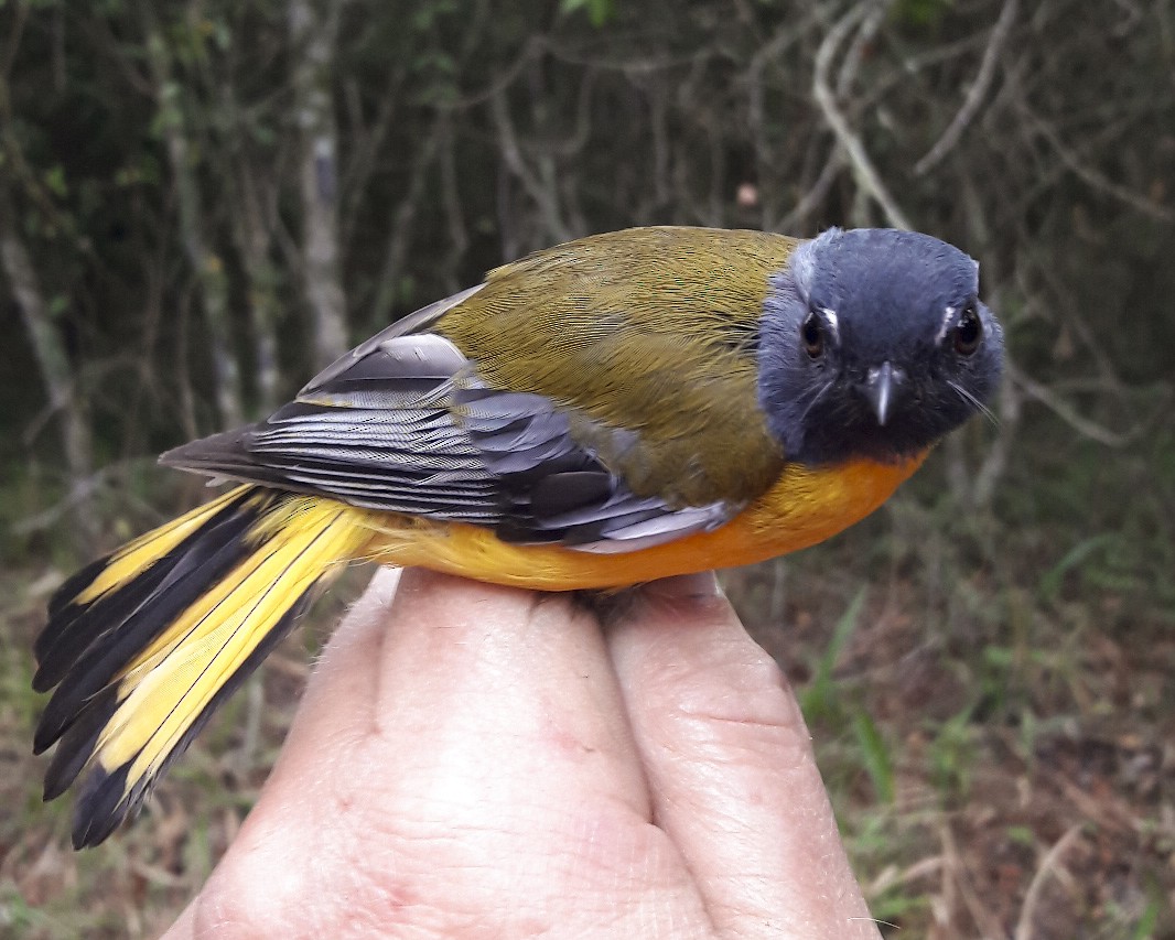 White-starred Robin - Derek Engelbrecht