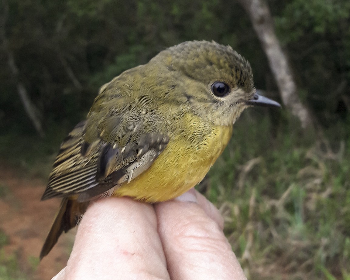 White-starred Robin - Derek Engelbrecht