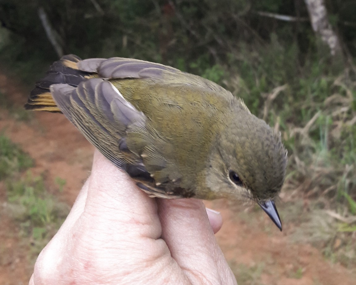 White-starred Robin - Derek Engelbrecht