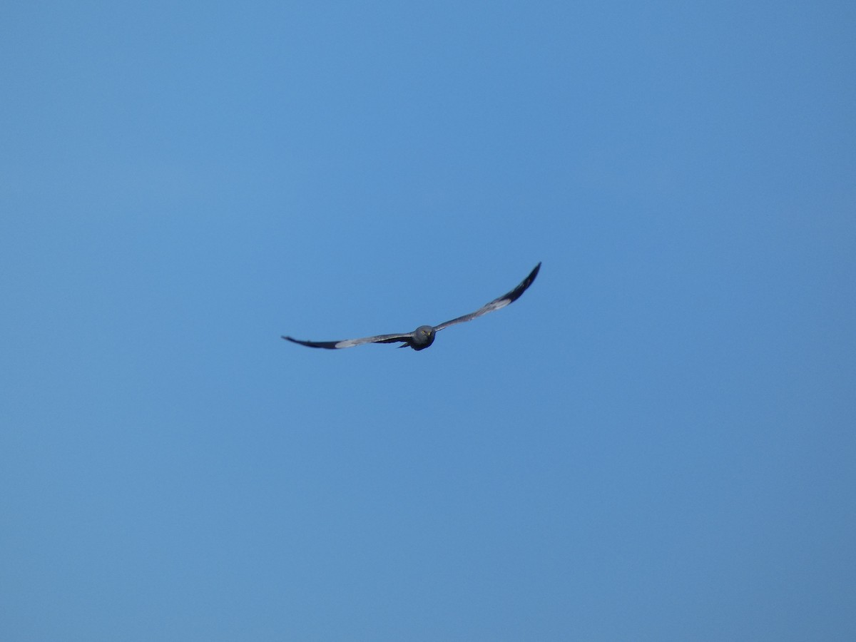 Montagu's Harrier - Helder Vieira