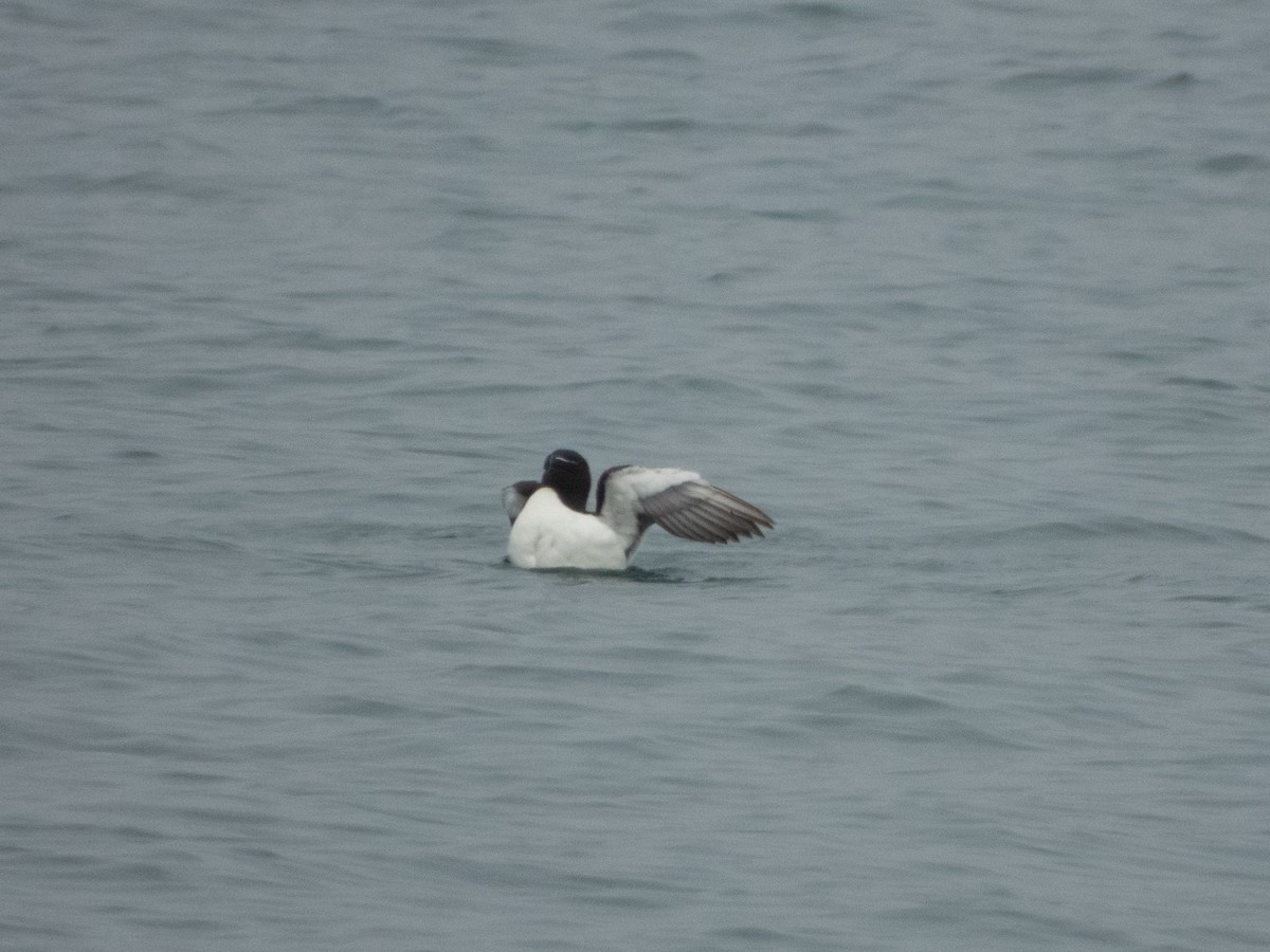 Razorbill - Patrick Kramer